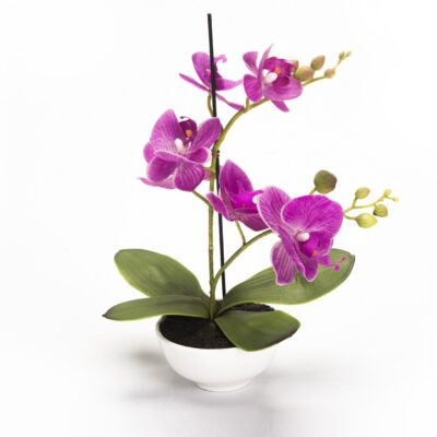 Orquídea Fucsia Mediana